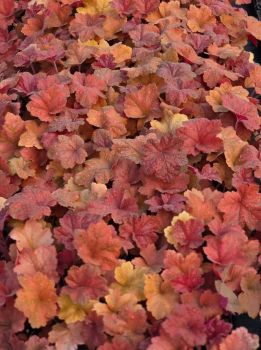 2 Southern Comfort Heuchera/ Coral Bells Trade 4 inch size
